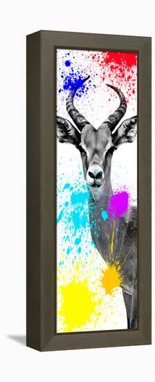 Safari Colors Pop Collection - Antelope Impala II-Philippe Hugonnard-Framed Premier Image Canvas