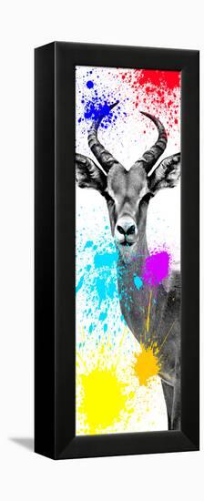 Safari Colors Pop Collection - Antelope Impala II-Philippe Hugonnard-Framed Premier Image Canvas