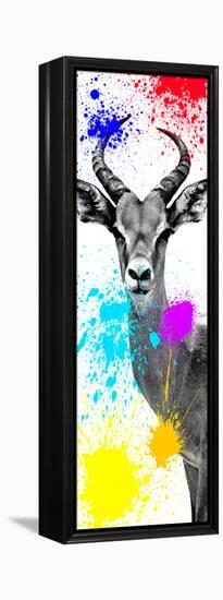 Safari Colors Pop Collection - Antelope Impala II-Philippe Hugonnard-Framed Premier Image Canvas