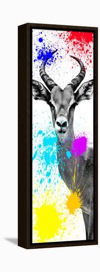 Safari Colors Pop Collection - Antelope Impala II-Philippe Hugonnard-Framed Premier Image Canvas