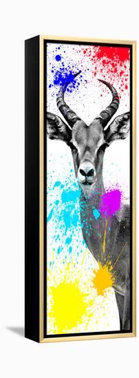 Safari Colors Pop Collection - Antelope Impala II-Philippe Hugonnard-Framed Premier Image Canvas