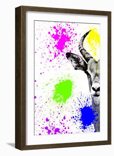 Safari Colors Pop Collection - Antelope Impala Portrait II-Philippe Hugonnard-Framed Giclee Print