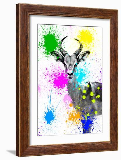 Safari Colors Pop Collection - Antelope Reedbuck V-Philippe Hugonnard-Framed Giclee Print