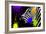 Safari Colors Pop Collection - Zebra Portrait IV-Philippe Hugonnard-Framed Giclee Print