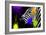 Safari Colors Pop Collection - Zebra Portrait IV-Philippe Hugonnard-Framed Giclee Print