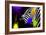 Safari Colors Pop Collection - Zebra Portrait IV-Philippe Hugonnard-Framed Giclee Print