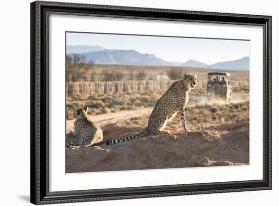 Safari Jeep Leaving Cheetahs (Acinonyx Jubatus) on Game Drive-Kim Walker-Framed Photographic Print