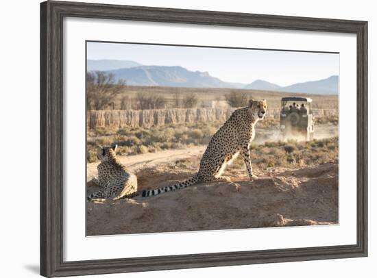 Safari Jeep Leaving Cheetahs (Acinonyx Jubatus) on Game Drive-Kim Walker-Framed Photographic Print