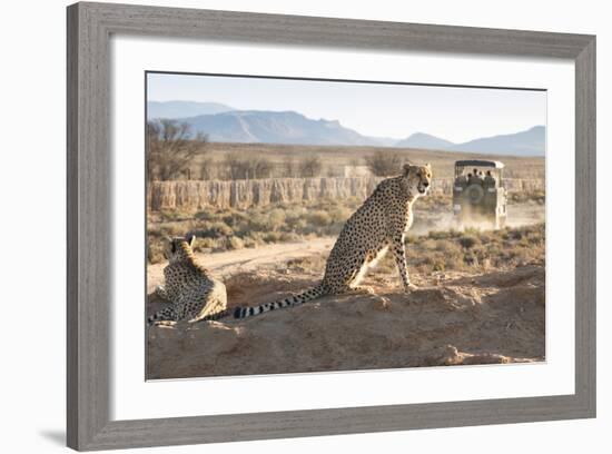 Safari Jeep Leaving Cheetahs (Acinonyx Jubatus) on Game Drive-Kim Walker-Framed Photographic Print