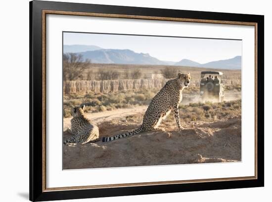 Safari Jeep Leaving Cheetahs (Acinonyx Jubatus) on Game Drive-Kim Walker-Framed Photographic Print