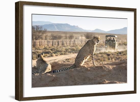 Safari Jeep Leaving Cheetahs (Acinonyx Jubatus) on Game Drive-Kim Walker-Framed Photographic Print