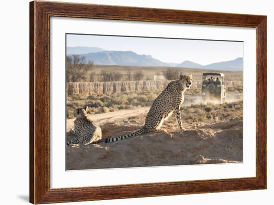 Safari Jeep Leaving Cheetahs (Acinonyx Jubatus) on Game Drive-Kim Walker-Framed Photographic Print