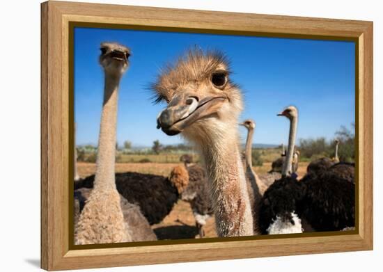 Safari Ostrich Show Farm Oudtshoorn, Little Karoo, South Africa, Africa, 2018 (Photo)-null-Framed Premier Image Canvas