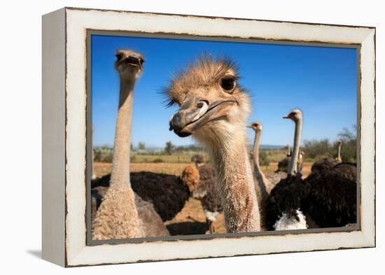 Safari Ostrich Show Farm Oudtshoorn, Little Karoo, South Africa, Africa, 2018 (Photo)-null-Framed Premier Image Canvas