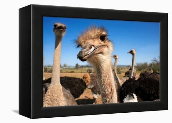 Safari Ostrich Show Farm Oudtshoorn, Little Karoo, South Africa, Africa, 2018 (Photo)-null-Framed Premier Image Canvas