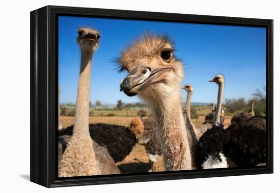 Safari Ostrich Show Farm Oudtshoorn, Little Karoo, South Africa, Africa, 2018 (Photo)-null-Framed Premier Image Canvas