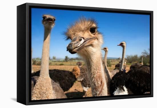 Safari Ostrich Show Farm Oudtshoorn, Little Karoo, South Africa, Africa, 2018 (Photo)-null-Framed Premier Image Canvas