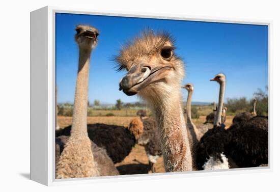 Safari Ostrich Show Farm Oudtshoorn, Little Karoo, South Africa, Africa, 2018 (Photo)-null-Framed Premier Image Canvas