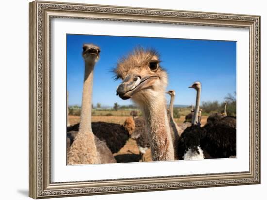 Safari Ostrich Show Farm Oudtshoorn, Little Karoo, South Africa, Africa, 2018 (Photo)-null-Framed Giclee Print