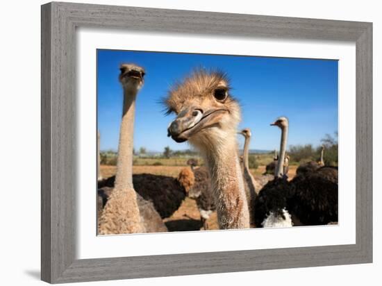 Safari Ostrich Show Farm Oudtshoorn, Little Karoo, South Africa, Africa, 2018 (Photo)-null-Framed Giclee Print