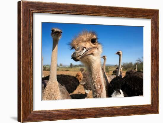 Safari Ostrich Show Farm Oudtshoorn, Little Karoo, South Africa, Africa, 2018 (Photo)-null-Framed Giclee Print