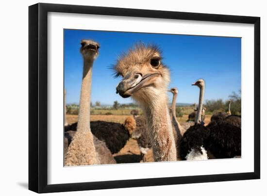 Safari Ostrich Show Farm Oudtshoorn, Little Karoo, South Africa, Africa, 2018 (Photo)-null-Framed Giclee Print