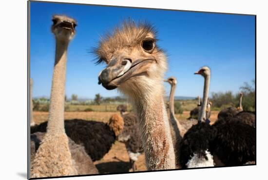Safari Ostrich Show Farm Oudtshoorn, Little Karoo, South Africa, Africa, 2018 (Photo)-null-Mounted Giclee Print
