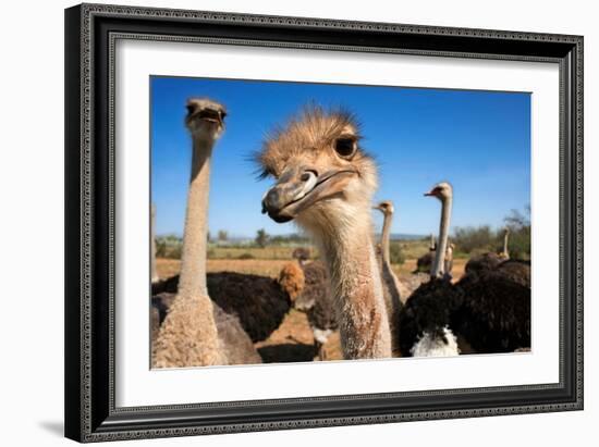 Safari Ostrich Show Farm Oudtshoorn, Little Karoo, South Africa, Africa, 2018 (Photo)-null-Framed Giclee Print