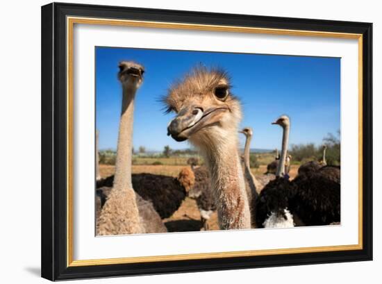 Safari Ostrich Show Farm Oudtshoorn, Little Karoo, South Africa, Africa, 2018 (Photo)-null-Framed Giclee Print