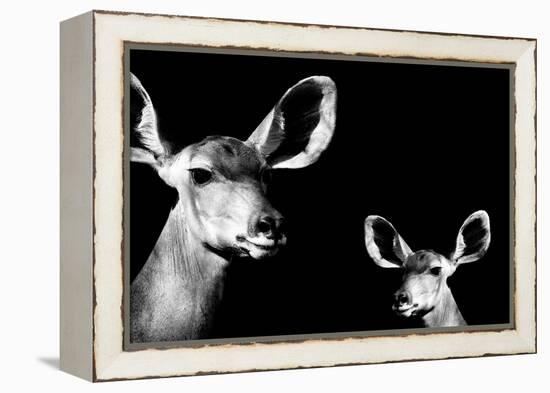 Safari Profile Collection - Antelope and Baby Black Edition II-Philippe Hugonnard-Framed Premier Image Canvas