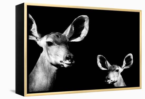 Safari Profile Collection - Antelope and Baby Black Edition II-Philippe Hugonnard-Framed Premier Image Canvas