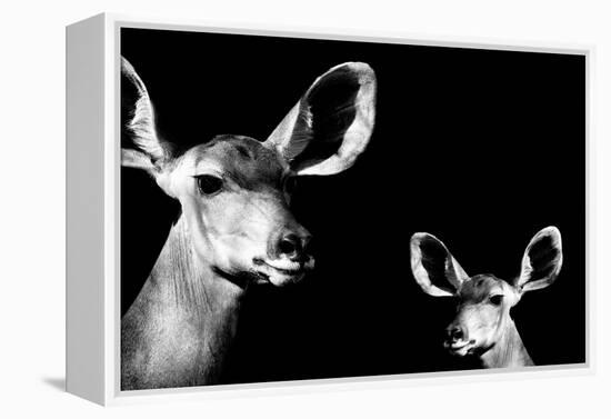 Safari Profile Collection - Antelope and Baby Black Edition II-Philippe Hugonnard-Framed Premier Image Canvas