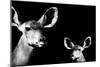 Safari Profile Collection - Antelope and Baby Black Edition II-Philippe Hugonnard-Mounted Photographic Print