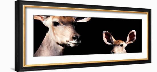 Safari Profile Collection - Antelope and Baby Black Edition III-Philippe Hugonnard-Framed Photographic Print