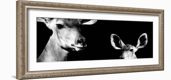 Safari Profile Collection - Antelope and Baby Black Edition IV-Philippe Hugonnard-Framed Photographic Print