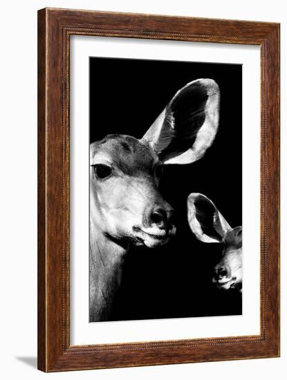 Safari Profile Collection - Antelope and Baby Black Edition VI-Philippe Hugonnard-Framed Photographic Print