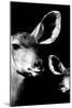Safari Profile Collection - Antelope and Baby Black Edition VI-Philippe Hugonnard-Mounted Photographic Print