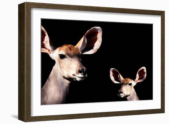 Safari Profile Collection - Antelope and Baby Black Edition-Philippe Hugonnard-Framed Photographic Print