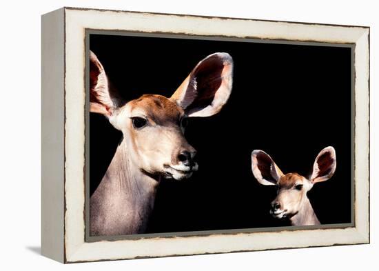 Safari Profile Collection - Antelope and Baby Black Edition-Philippe Hugonnard-Framed Premier Image Canvas