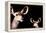 Safari Profile Collection - Antelope and Baby Black Edition-Philippe Hugonnard-Framed Premier Image Canvas