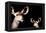 Safari Profile Collection - Antelope and Baby Black Edition-Philippe Hugonnard-Framed Premier Image Canvas