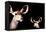 Safari Profile Collection - Antelope and Baby Black Edition-Philippe Hugonnard-Framed Premier Image Canvas