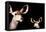 Safari Profile Collection - Antelope and Baby Black Edition-Philippe Hugonnard-Framed Premier Image Canvas