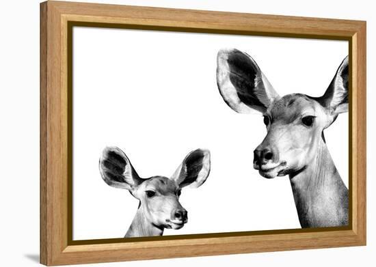 Safari Profile Collection - Antelope and Baby White Edition II-Philippe Hugonnard-Framed Premier Image Canvas