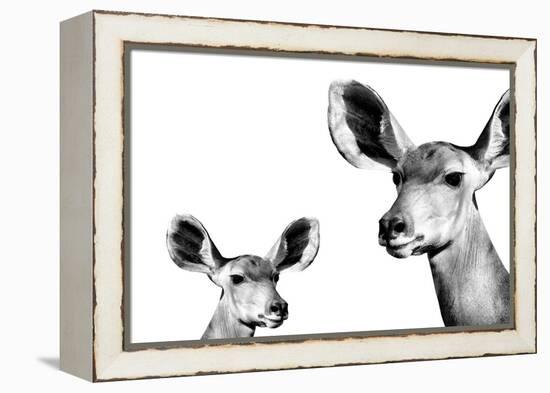 Safari Profile Collection - Antelope and Baby White Edition II-Philippe Hugonnard-Framed Premier Image Canvas