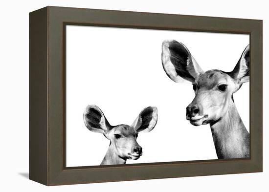 Safari Profile Collection - Antelope and Baby White Edition II-Philippe Hugonnard-Framed Premier Image Canvas