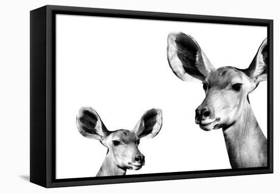 Safari Profile Collection - Antelope and Baby White Edition II-Philippe Hugonnard-Framed Premier Image Canvas