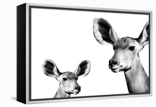 Safari Profile Collection - Antelope and Baby White Edition II-Philippe Hugonnard-Framed Premier Image Canvas