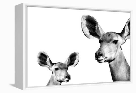 Safari Profile Collection - Antelope and Baby White Edition II-Philippe Hugonnard-Framed Premier Image Canvas