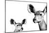 Safari Profile Collection - Antelope and Baby White Edition II-Philippe Hugonnard-Mounted Photographic Print